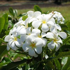 Plumeria obtusa cutting for sale  Mesquite