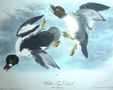Usado, Audubon 1ª edição Octavo GOLDEN EYE DUCK Birds of America 1840 placa original 406 comprar usado  Enviando para Brazil