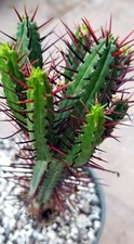 Larger euphorbia enopla for sale  San Jose