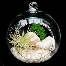 Air plant kit for sale  LEIGH