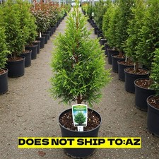 Murray leyland cypress for sale  Miami