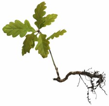 Eichen baum setzlinge gebraucht kaufen  Deutschland