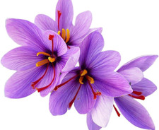 Jumbo saffron crocus for sale  Denver