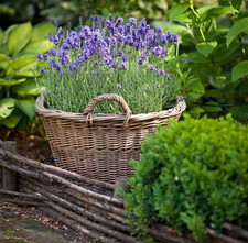 Lavender munstead 1ltr for sale  BOSTON