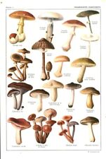 Document ancien champignons d'occasion  France