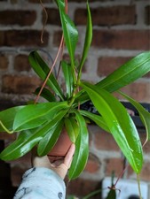 Nepenthes bill hanging for sale  TELFORD