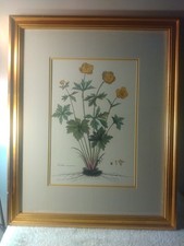 Vtg botanical geranium for sale  Dallas