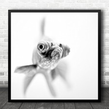 Fish bright white for sale  UK