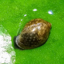 Live bladder tadpole for sale  Temecula