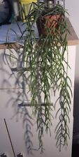 Hoya linearis wax for sale  SKELMERSDALE