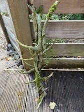 Deko rehgeweihen moos gebraucht kaufen  Bayreuth