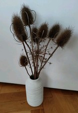 Wilde karde möhre gebraucht kaufen  Coburg