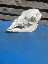 Real alpaca skull for sale  CONSETT