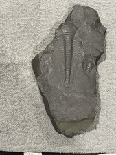 Trilobite fosssil large for sale  Cleves