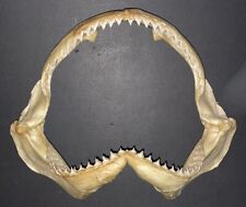 Wide shark jaw for sale  Altadena