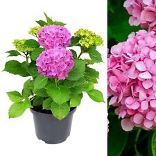 Hydrangea pink large for sale  GLASGOW