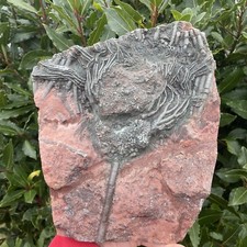 Moroccan crinoid scyphocrinite for sale Moroccan crinoid scyphocrinite for sale  AXMINSTER