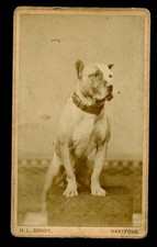 Dog antique cdv for sale  Fisherville
