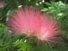 Calliandra pink fragrant for sale  UCKFIELD