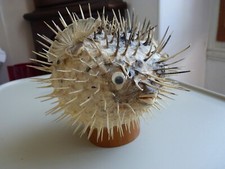 Diodon poisson lune d'occasion  Meaux