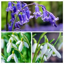 Snowdrop bluebells green for sale  WISBECH