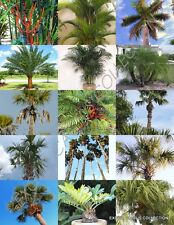 Palm tree mix for sale  Miami