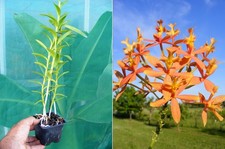 Epidendrum radicans hybride usato  Spedire a Italy