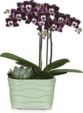 Orchid succulent plant for sale  Denver