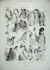 Old antique print for sale  UK