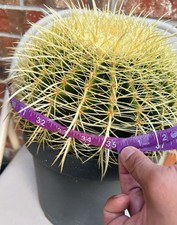 Giant xxl golden for sale  Franklin