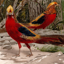 Golden pheasant brilliant for sale  Brooklyn