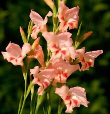 Gladioli nanus nathalie for sale  CRAWLEY