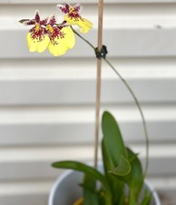 Flor AU STOCK ORQUÍDEA ONCIDIUM ODONTOCIDIUM VARICOSUM PLANTA AMARELA 049-5 comprar usado Flor AU STOCK ORQUÍDEA ONCIDIUM ODONTOCIDIUM VARICOSUM PLANTA AMARELA 049-5 comprar usado  Enviando para Brazil