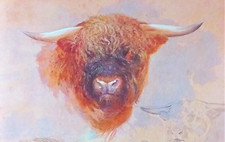 Highland cattle bull for sale  NELSON