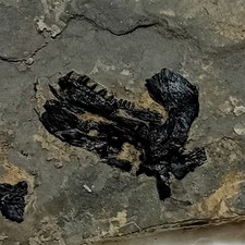 Rare dicosauriscus sp. d'occasion  Marseille XII