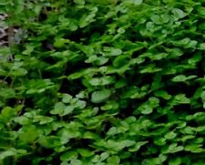 Ground cover mind for sale  WALLINGFORD