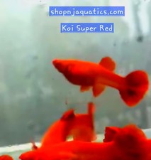 guppies for sale guppies for sale Santa Clara