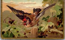 Chromo chardonneret d'occasion  Expédié en Belgium