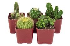Pack mini cactus for sale  USA