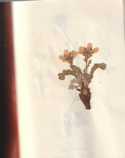 herbarium pflanzen gebraucht kaufen herbarium pflanzen gebraucht kaufen Meschede