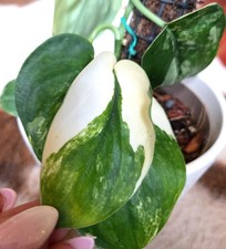 Rare scindapsus jade for sale  Glenmoore
