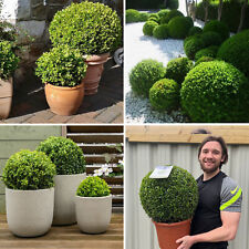 Buxus topiary plant for sale  LEICESTER