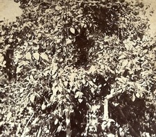 Jaffa citronnier arbre d'occasion  Paris V