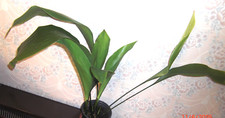 Aspidistra plant cast for sale  UK