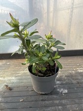 Adenium obesum pinkstar for sale  HELSTON