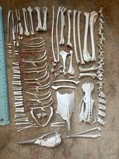 Real shag skeleton for sale  PENRYN