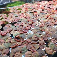 Red root floater for sale  CHIGWELL