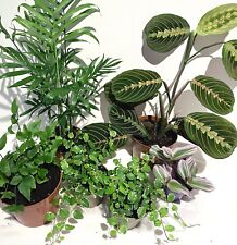 Tropical plant mix for sale  CARNFORTH