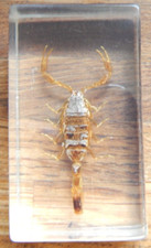 Real life bugs for sale  NORWICH