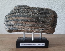 Collection préhistoire dent d'occasion  Expédié en France